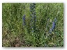 Blauer Natternkopf